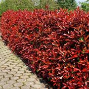 photinia potatura