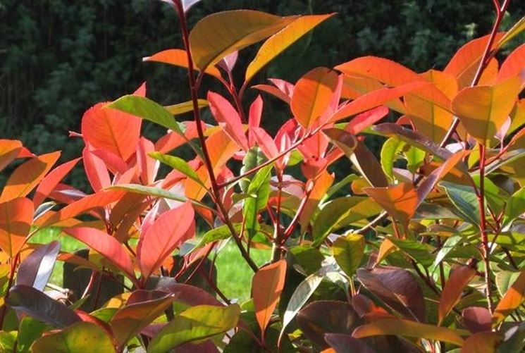 Photinia