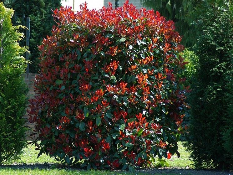 Photinia