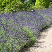 Siepe di lavanda