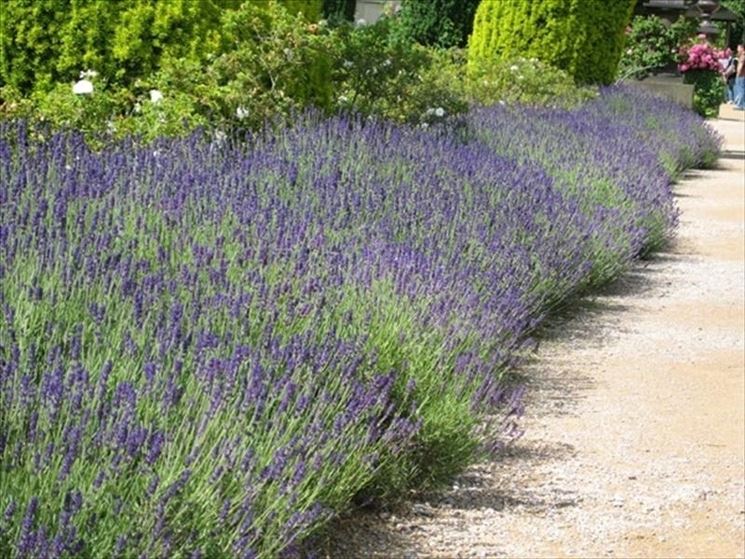 Siepe di lavanda