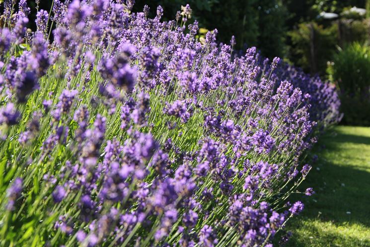 Lavanda