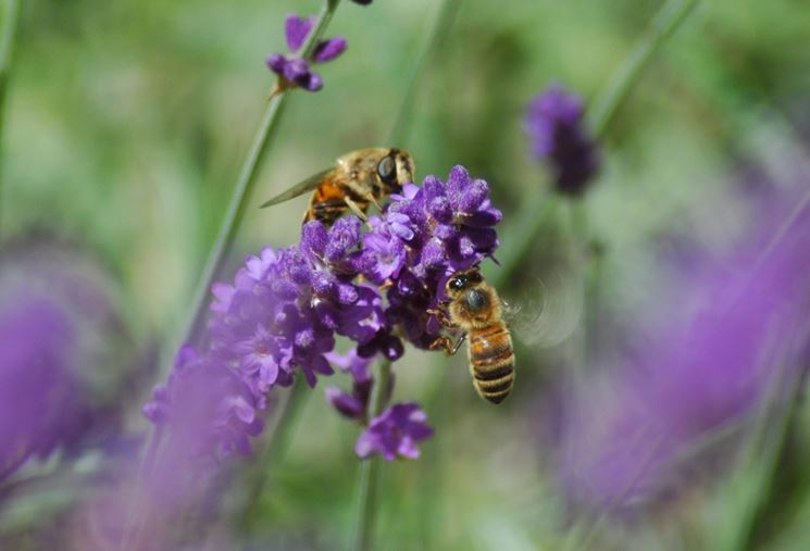 Fiori di lavanda