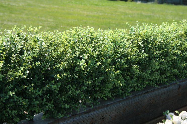 Un bel connubio: siepe finta e fiori freschi