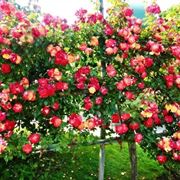 Bellissima siepe fiorita composta da rose gialle e rosse