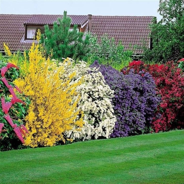 Siepe fiorita con fiori multicolore e di diverse specie