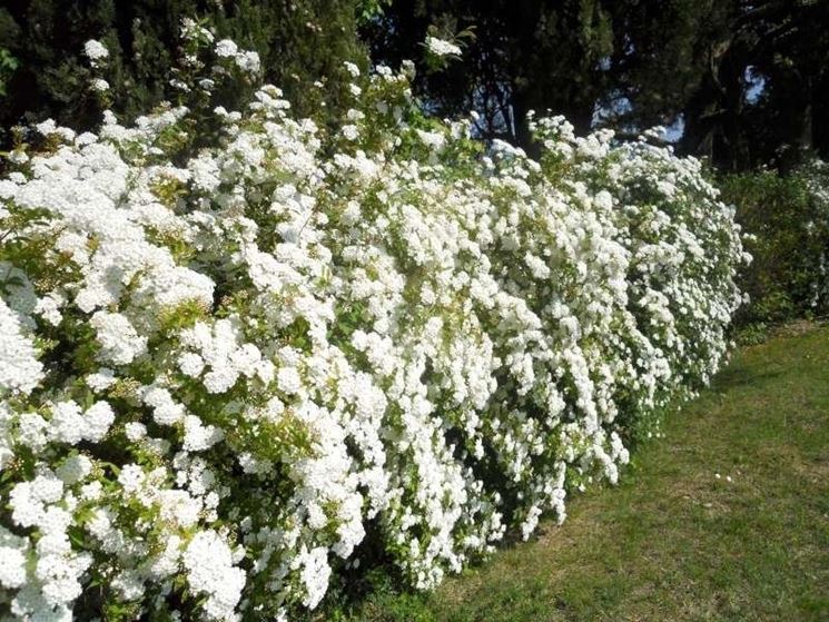 Siepe fiorita con meravigliose spiree bianche