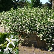 Fiori di gelsomino per siepe