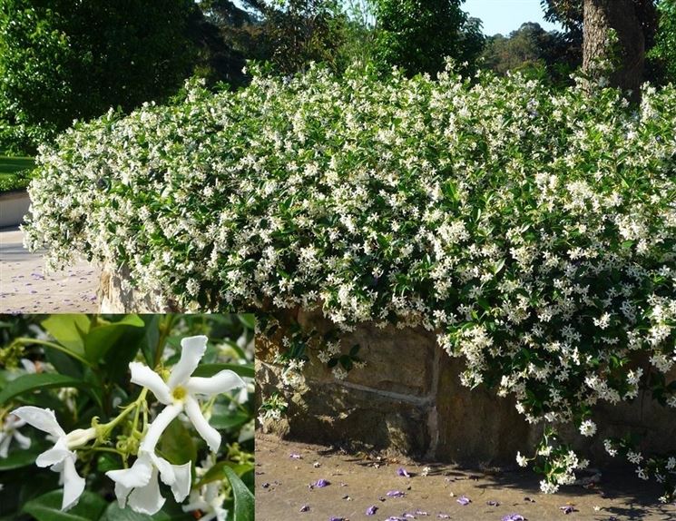 Fiori di gelsomino per siepe