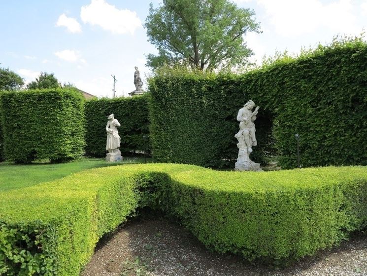 Con la siepe highlander si possono creare bordure e divisori per giardini