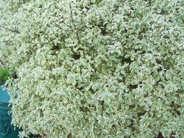 Pittosporum tobira