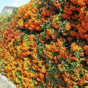 Siepe di pyracantha con bacche