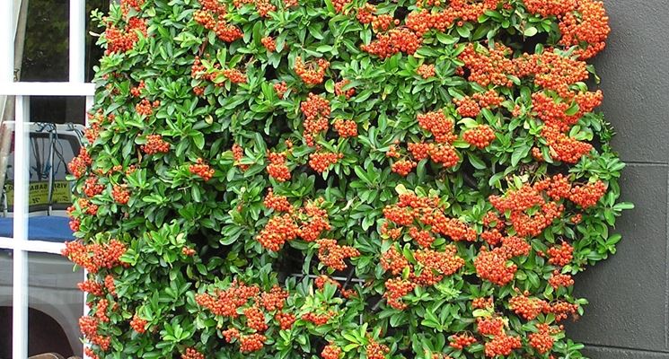 Tutore per piccola siepe di pyracantha