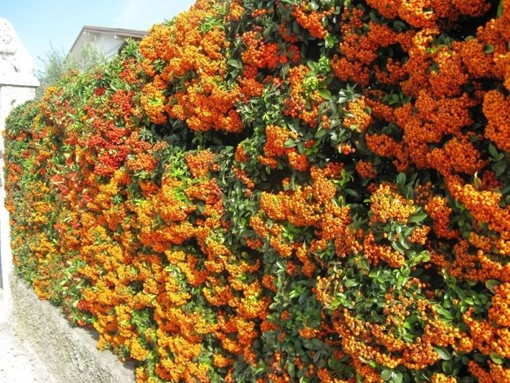 Siepe di pyracantha con bacche