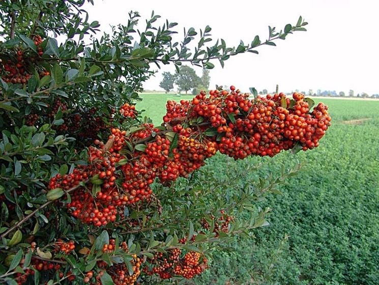 Esempio di pyracantha Coccinea, dalle bacche rosse