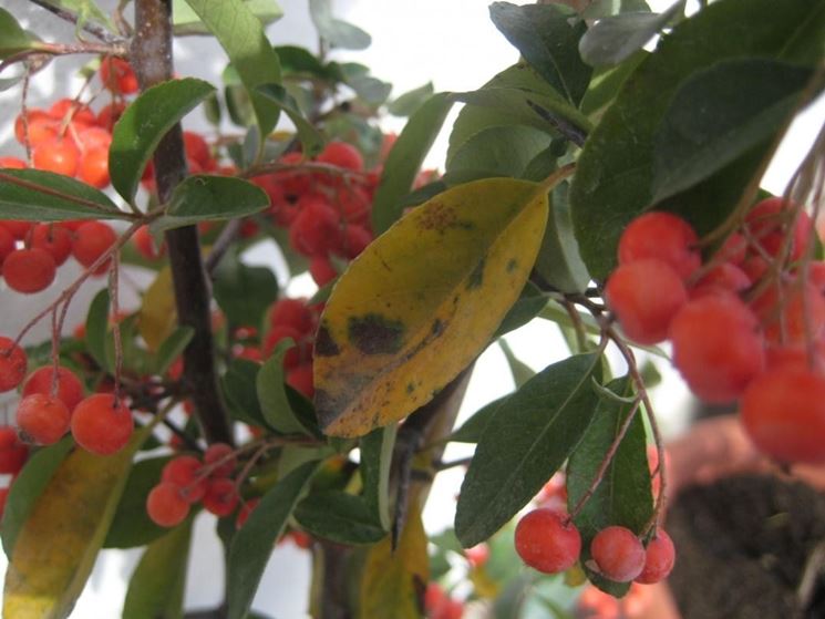 Malattie delle piante di pyracantha