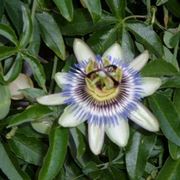 Siepe di passiflora