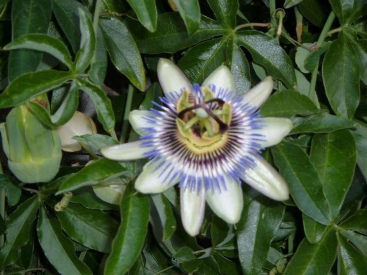 Siepe di passiflora