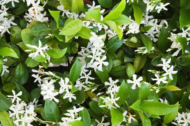 Trachelospermum jasminoides