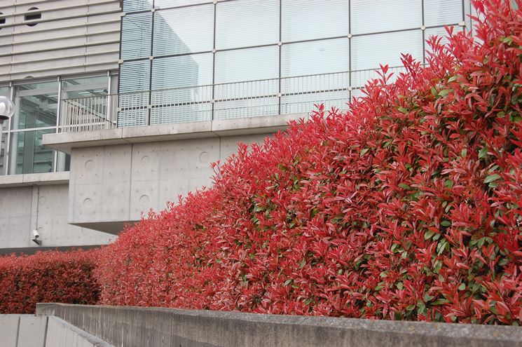 Siepe rossa diPhotinia Red Robin