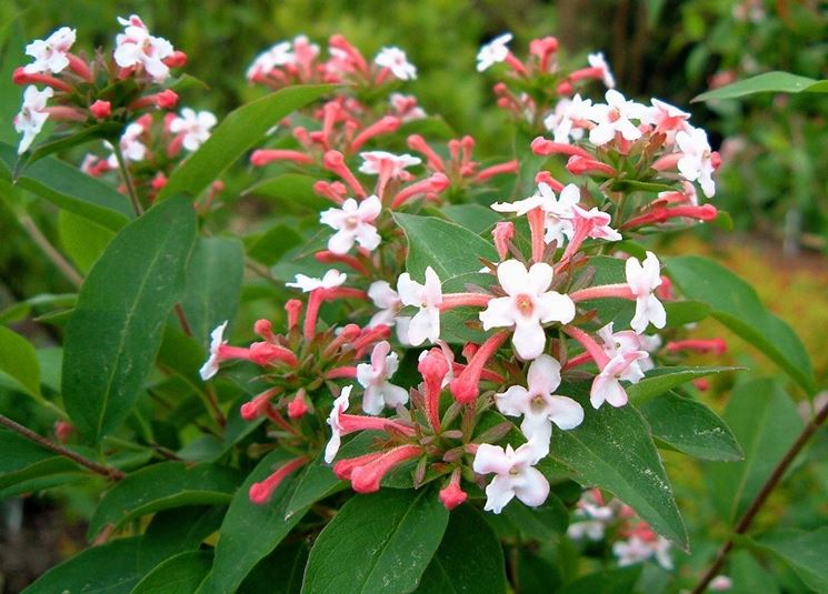 Fiore di abelia