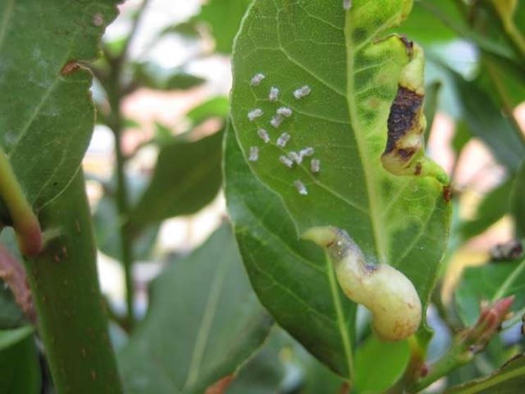 Alloro infestato da cocciniglia