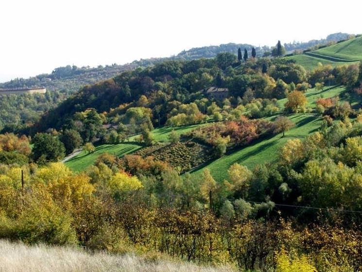 Siepi di latifoglie