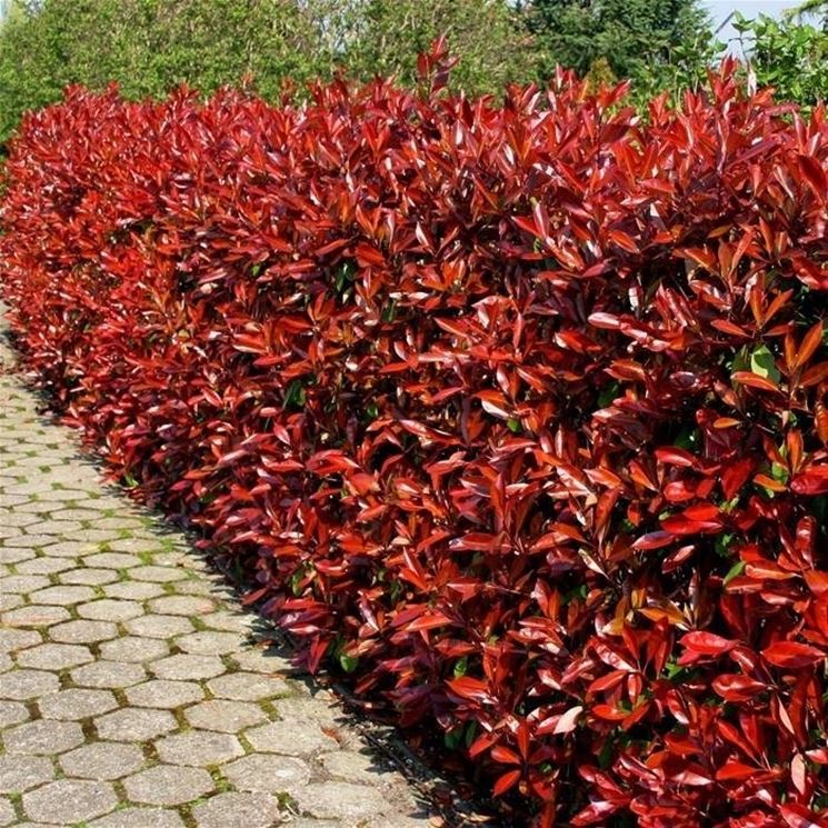 Siepe di photinia