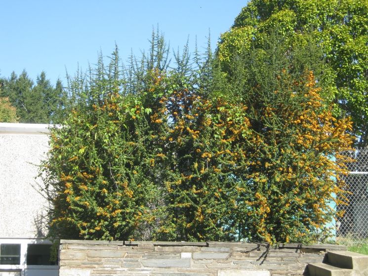 pyracantha