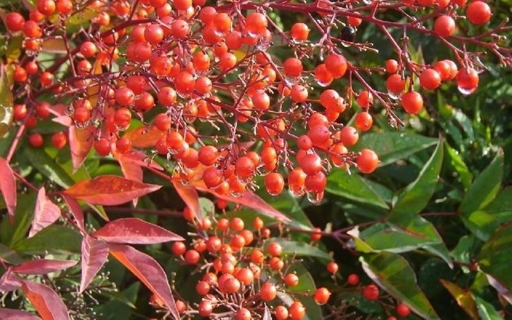 Nandina