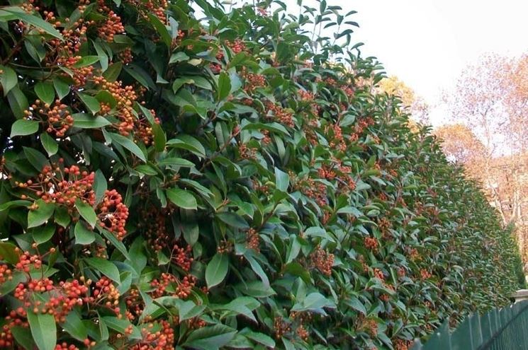 photinia siepe