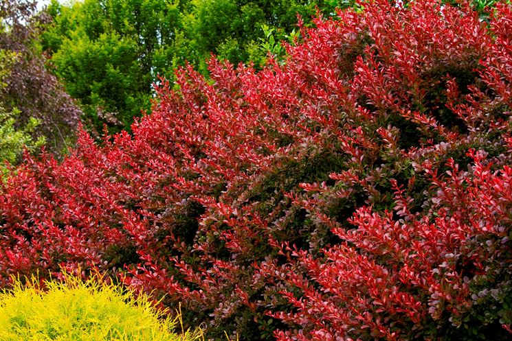 Siepe ornamentale colorata