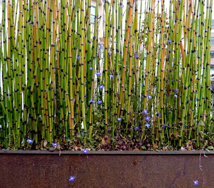 Siepe di bambù