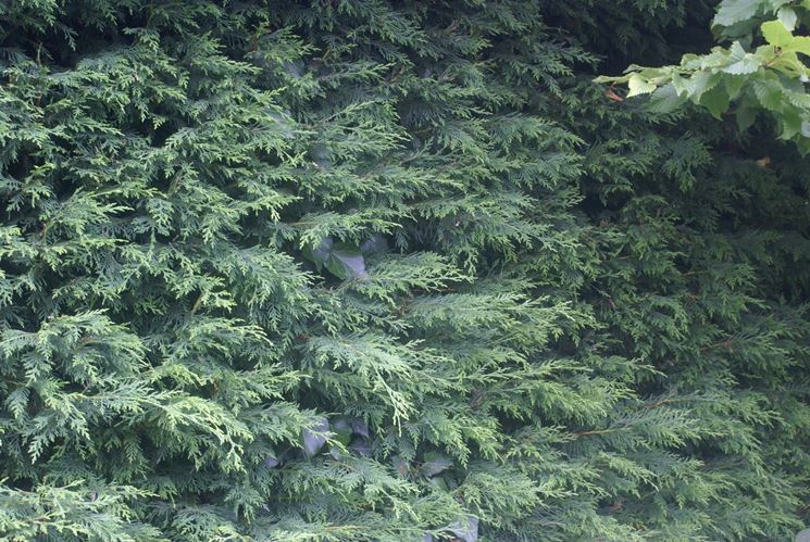 La chioma del cipresso di Leyland forma siepi molto coprenti