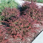 Berberis