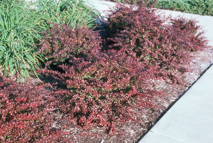 Berberis