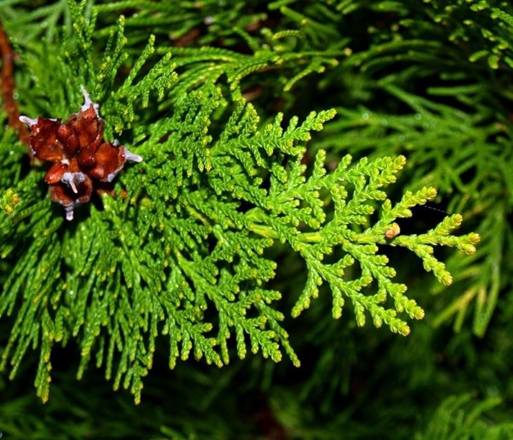 Siepe a muro di Thuja