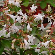 abelia 