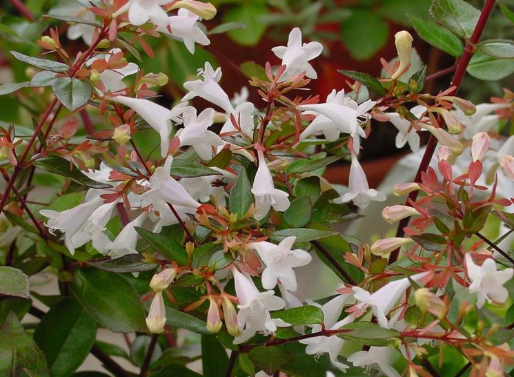 abelia
