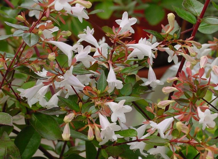 abelia 