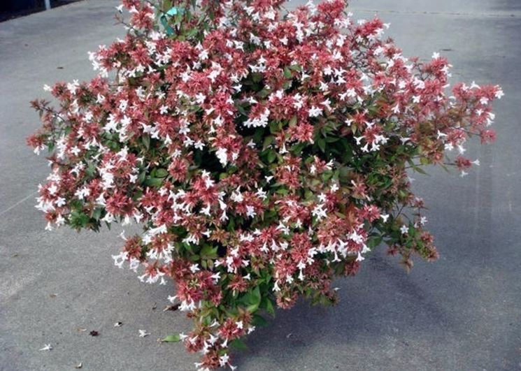 fiori abelia