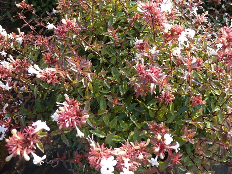 abelia grandiflora 