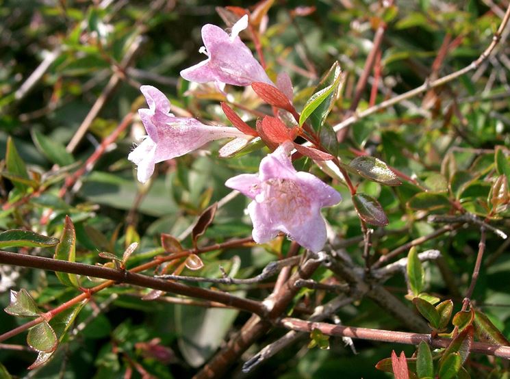 abelia