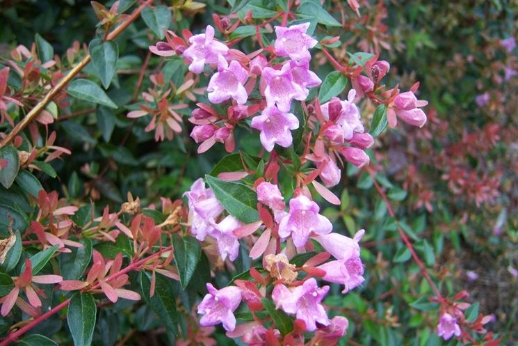 abelia