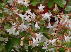 abelia 