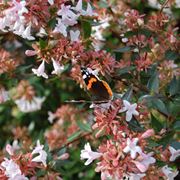 abelia grandiflora