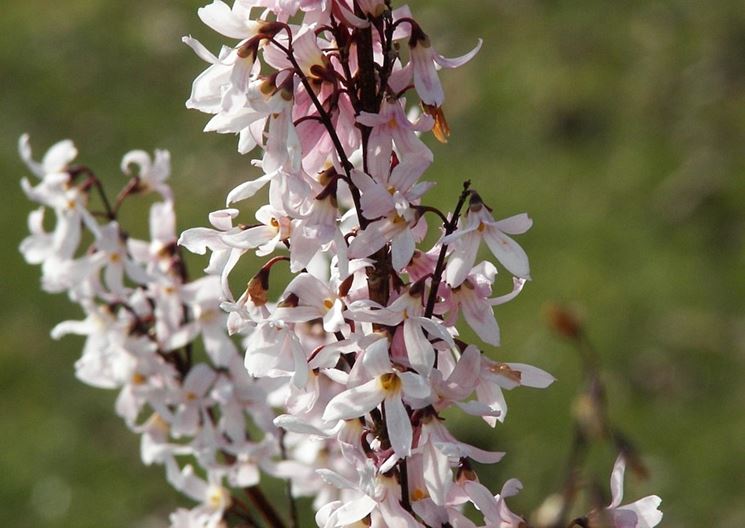 Abeliophyllum