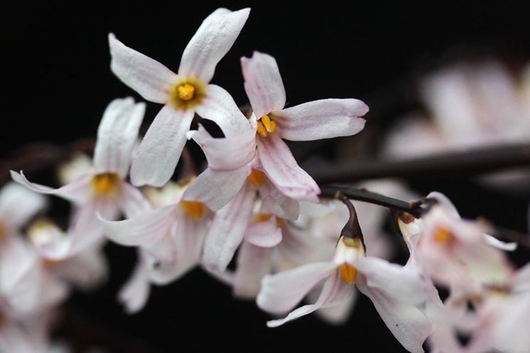 abeliophyllum distichum