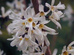 Abeliophyllum