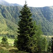 albero abies picea